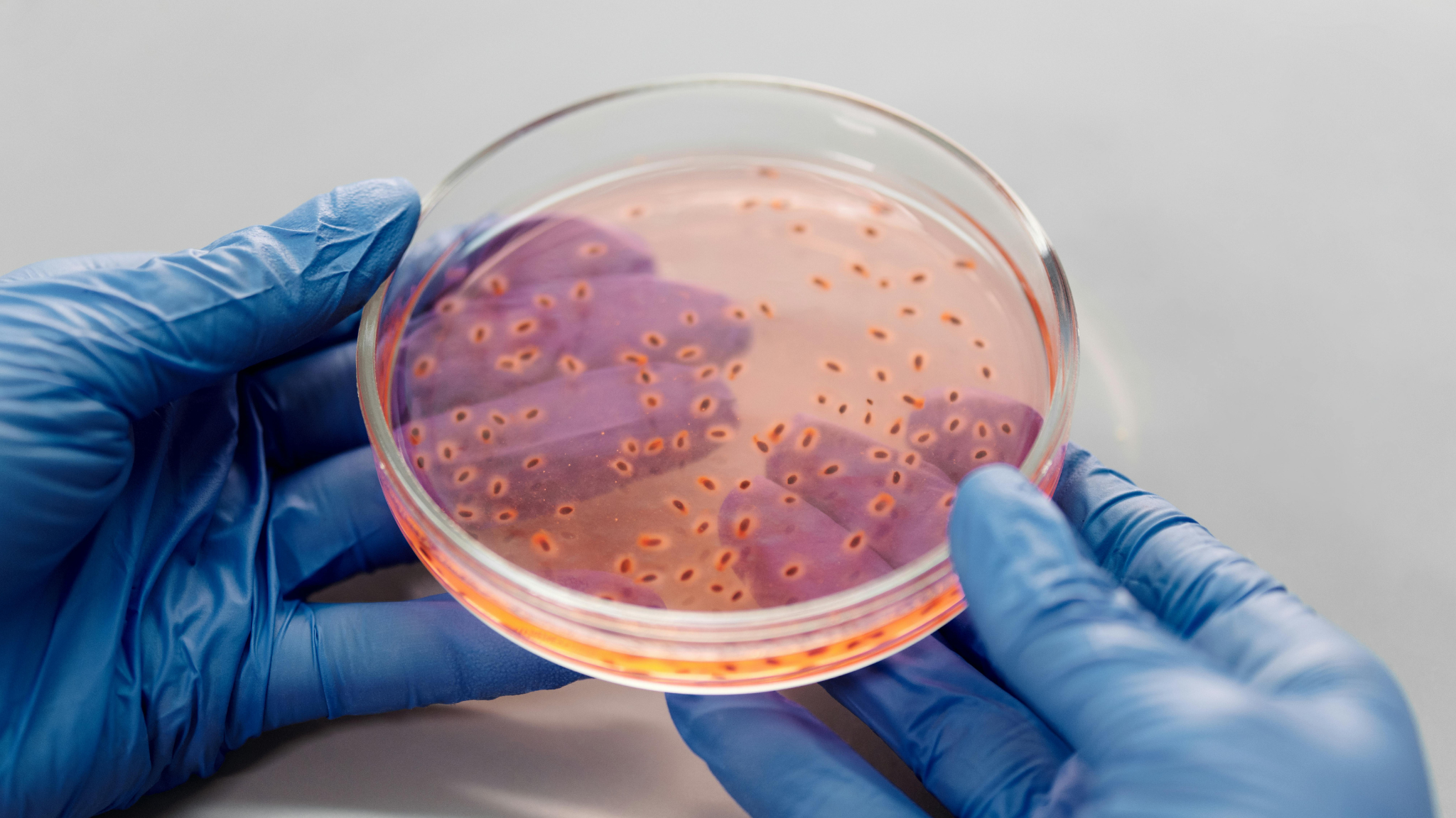 Bioaugmentation product formulation tested in laboratory with microbial cultures in a petri dish.